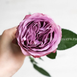 Роза пионовидная Lavender Bouquet