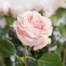 Роза пионовидная Mayra's Bridal Pink