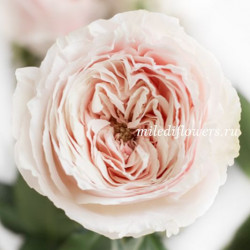 Роза пионовидная Tsumugi