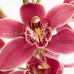 Орхидея Cymbidium Crimson