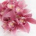 Орхидея Cymbidium Crimson