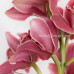 Орхидея Cymbidium Crimson