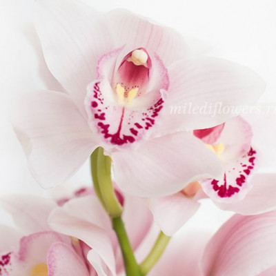 Орхидея Cymbidium Pink