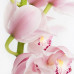 Орхидея Cymbidium Pink