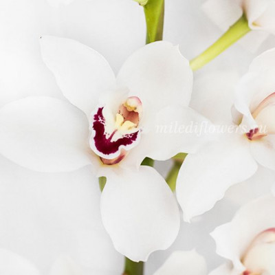 Орхидея Cymbidium White