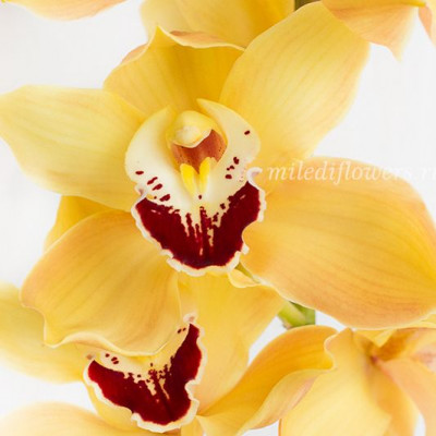 Орхидея Cymbidium Yellow