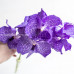 Орхидея Vanda Blue Magic