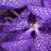 Орхидея Vanda Blue Magic