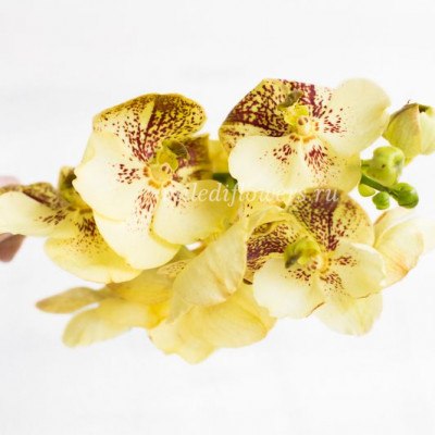 Орхидея Vanda Yellow Henna